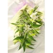山口県柳井市ヤナイ園芸の花　カサブランカとかすみ草の花束
